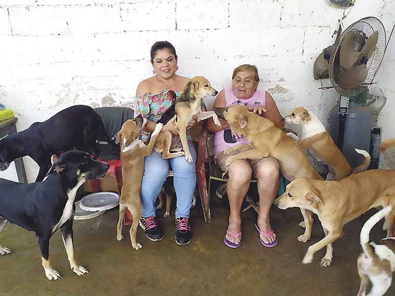 Rescatan a centenares de perros abandonados en Tizimín