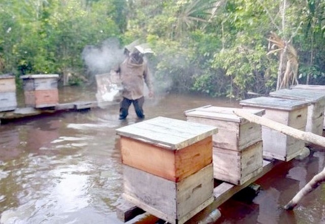 Sin apoyos apicultores de Champotón reinician actividades en colmenas