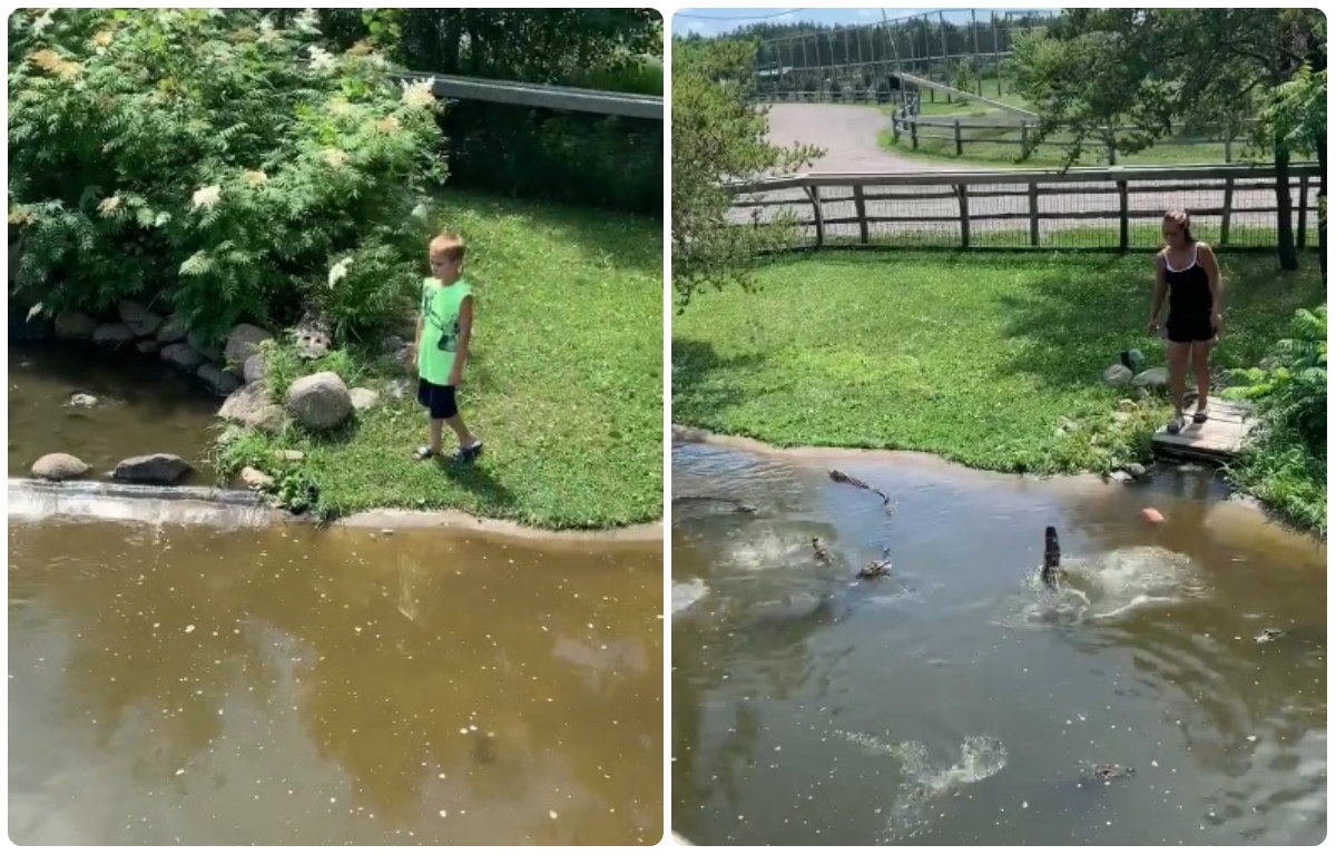 VIDEO: Para recuperar su cartera, mujer se mete a estanque de cocodrilos junto a su hijo