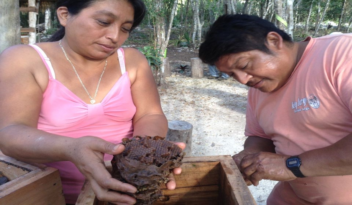 Apicultores de Tulum, al rescate de las abejas