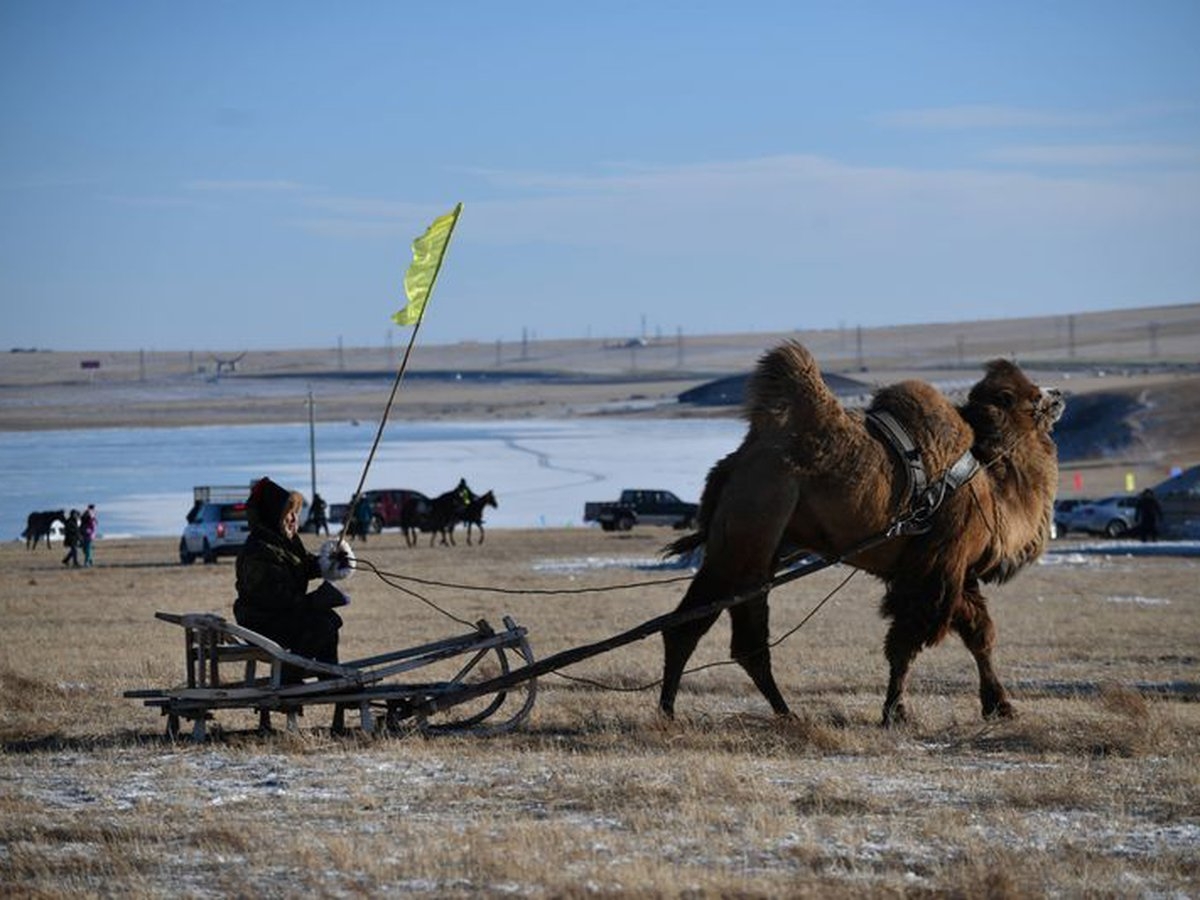 Mongolia entra en cuarentena por caso de peste negra
