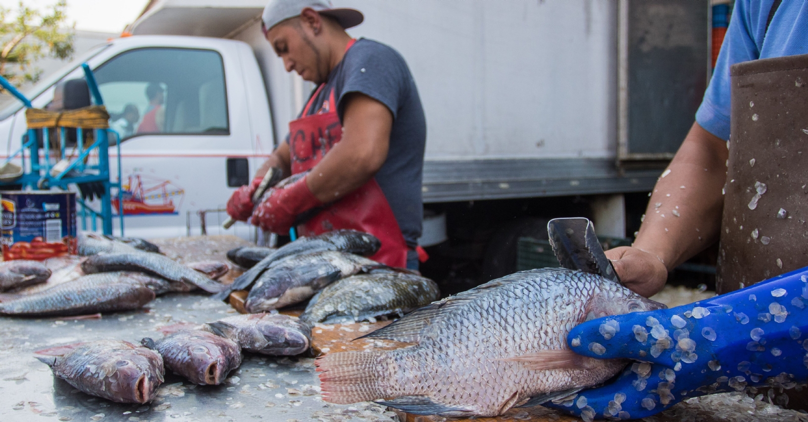 IMSS Campeche pide no consumir pescados y mariscos crudos