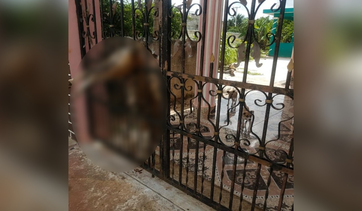 Perrita fallece prensada entre las rejas de una casa en Oxkutzcab