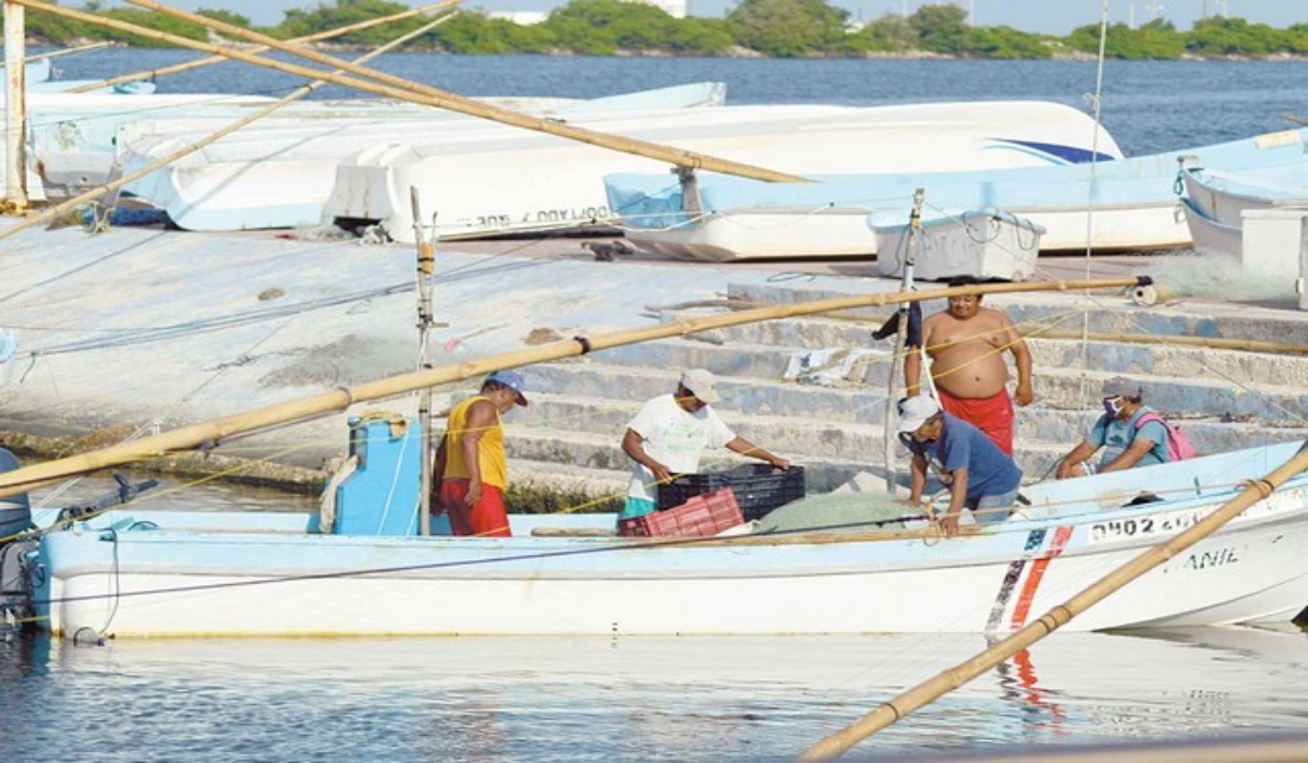 Autorizan a mil 278 embarcaciones en Campeche para la captura de pulpo