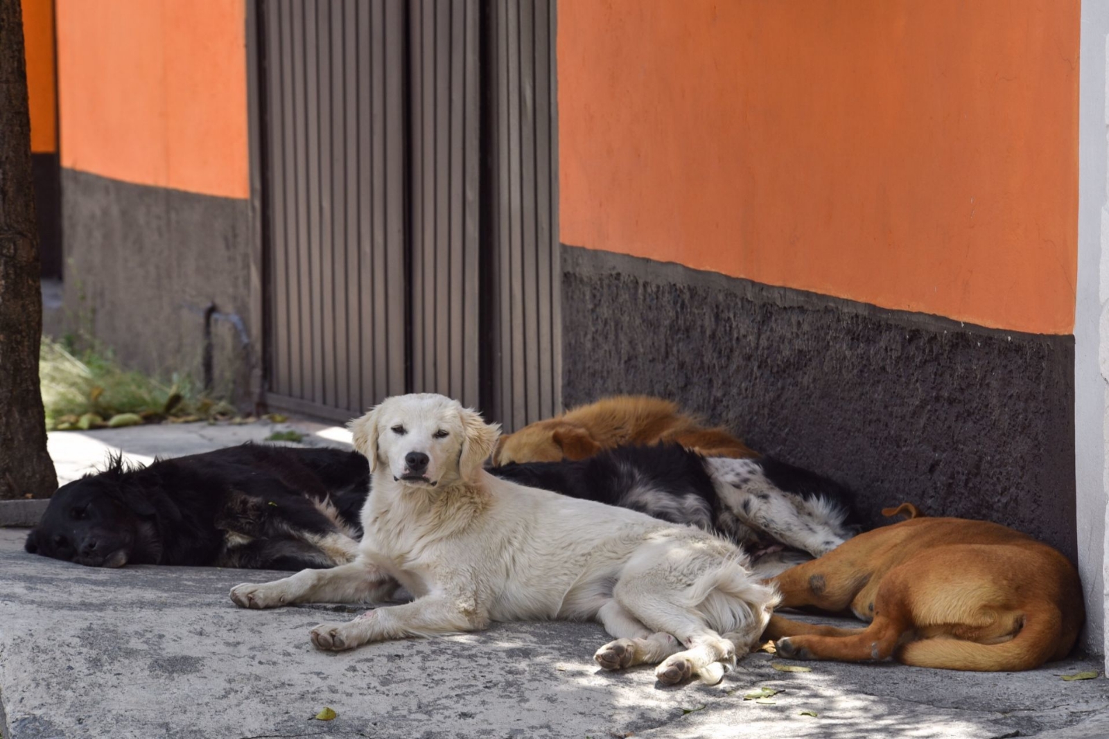 Crearán una alerta para encontrar mascotas extraviadas en Mérida