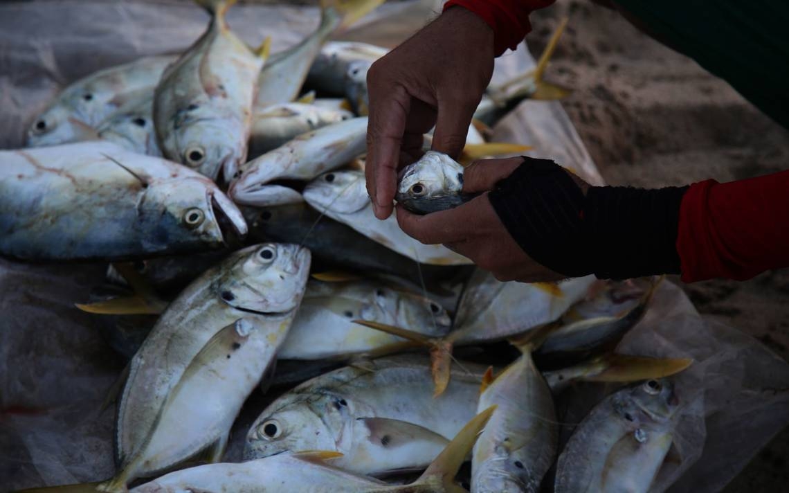 Confirman intoxicación de 6 personas por consumo de mariscos en Chetumal