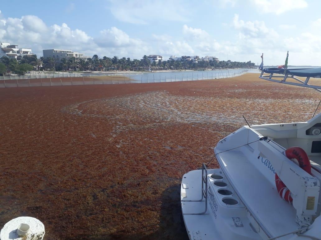 Barcos de Semar recolectan nueve mil toneladas de sargazo en Playa del Carmen