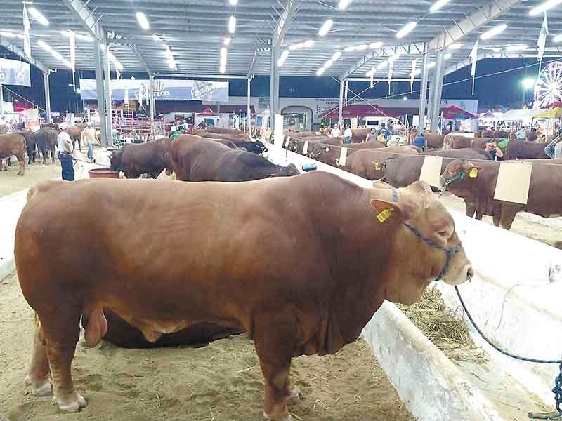 Preocupa a ganaderos yucatecos cancelación de la Feria de Xmatkuil