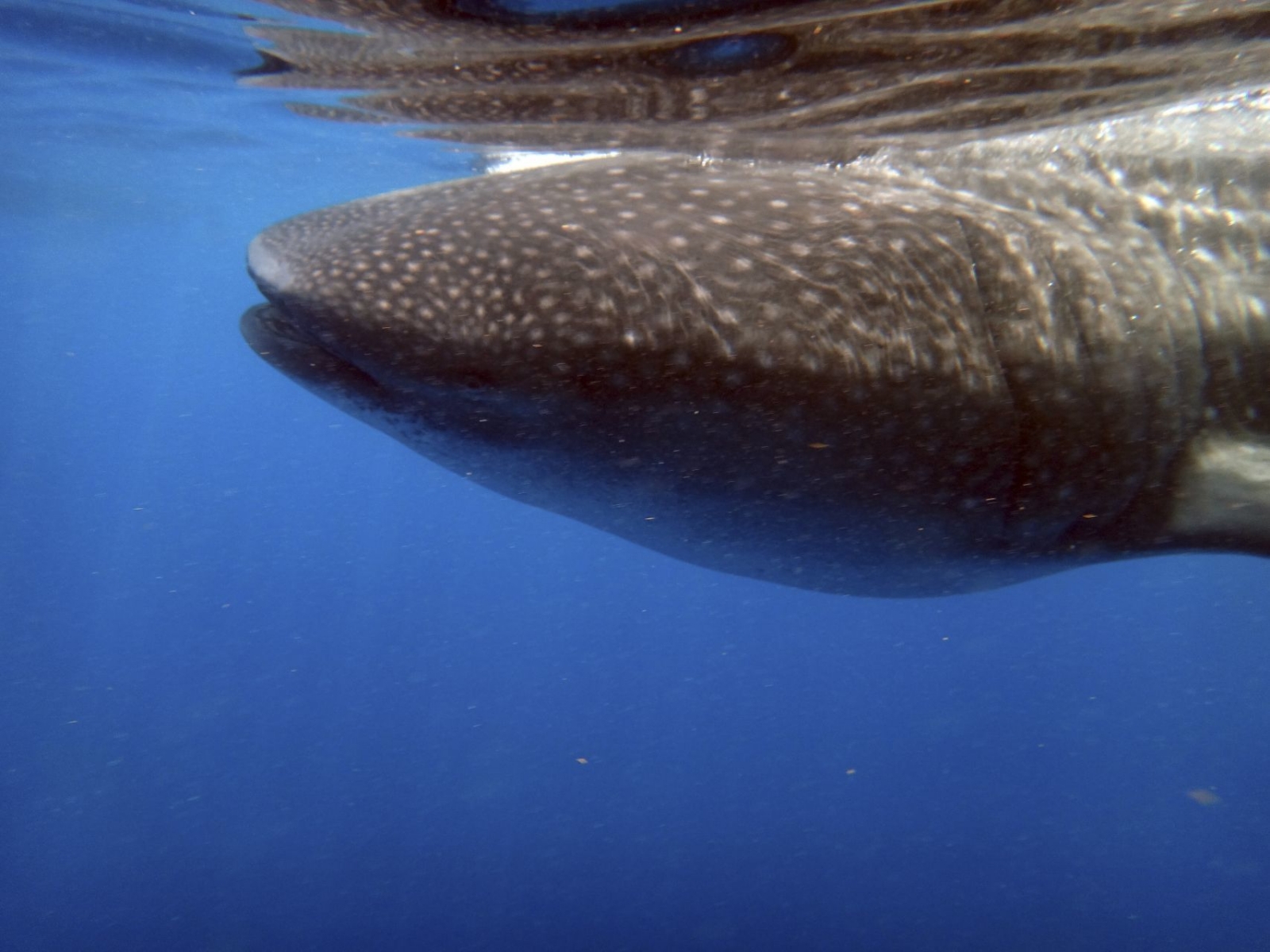 Con sus 12 metros o más y sus 15 toneladas, el tiburón ballena es el pez más grande que habita en el mar
