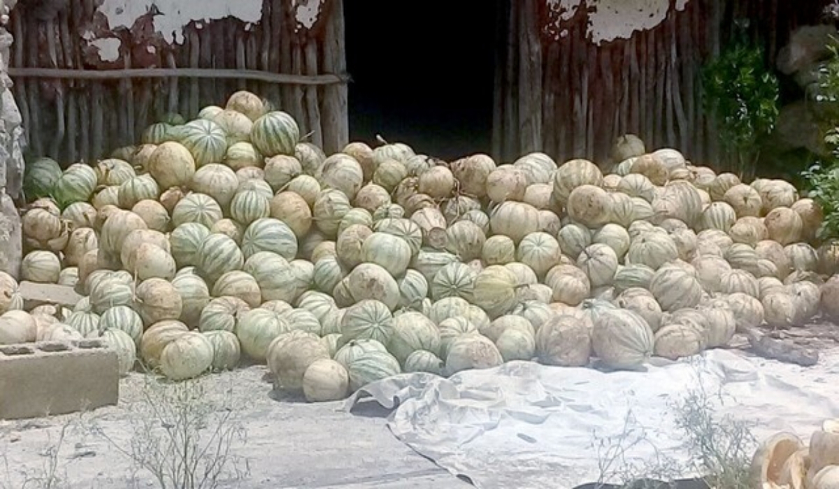 Campesinos de Hecelchakán logran buena producción de calabaza chihua