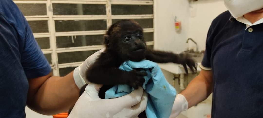 Zoológico de Chetumal atiende a monos aulladores confiscados en Bacalar