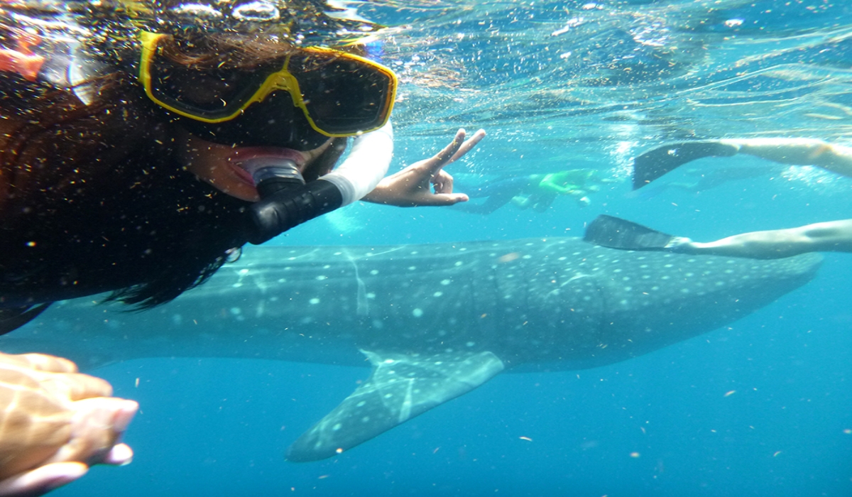 Amplían el plazo para avistar al tiburón ballena en Isla Mujeres