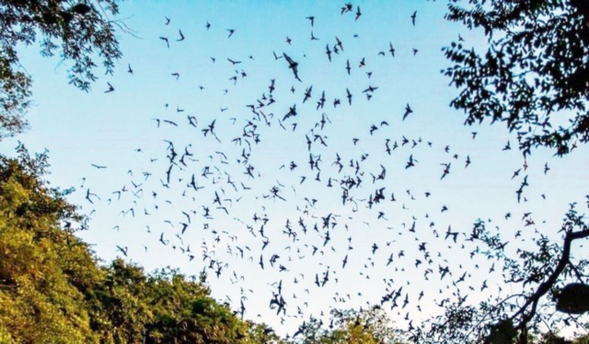 Volcán de los murciélagos reabre al público en Calakmul