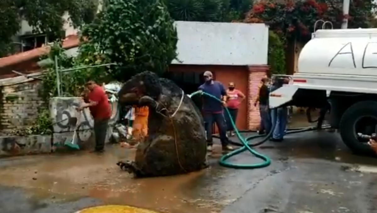 Encuentran ‘rata gigante’ en el drenaje de la Ciudad de México (VIDEO)