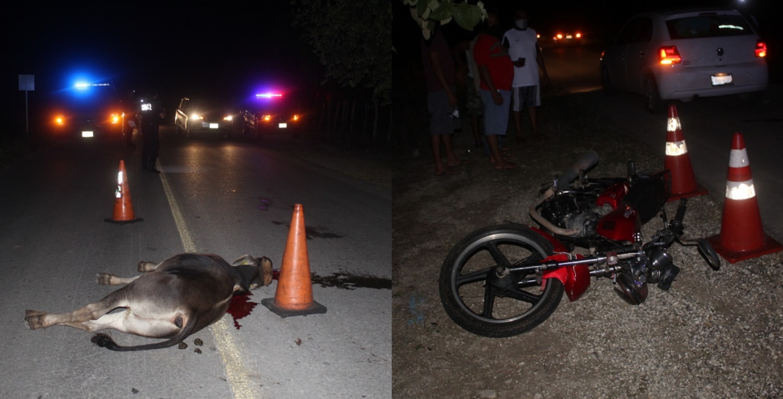Motociclistas se estrellan contra res y la matan en Tizimín