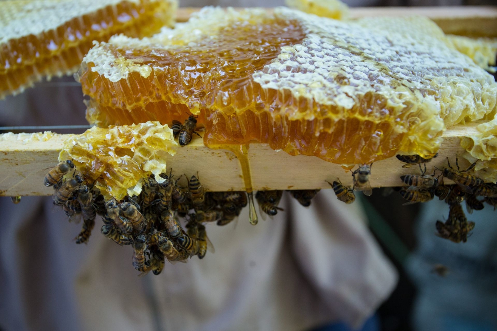 Apicultores de la Península de Yucatán usan internet para sostener la venta de miel