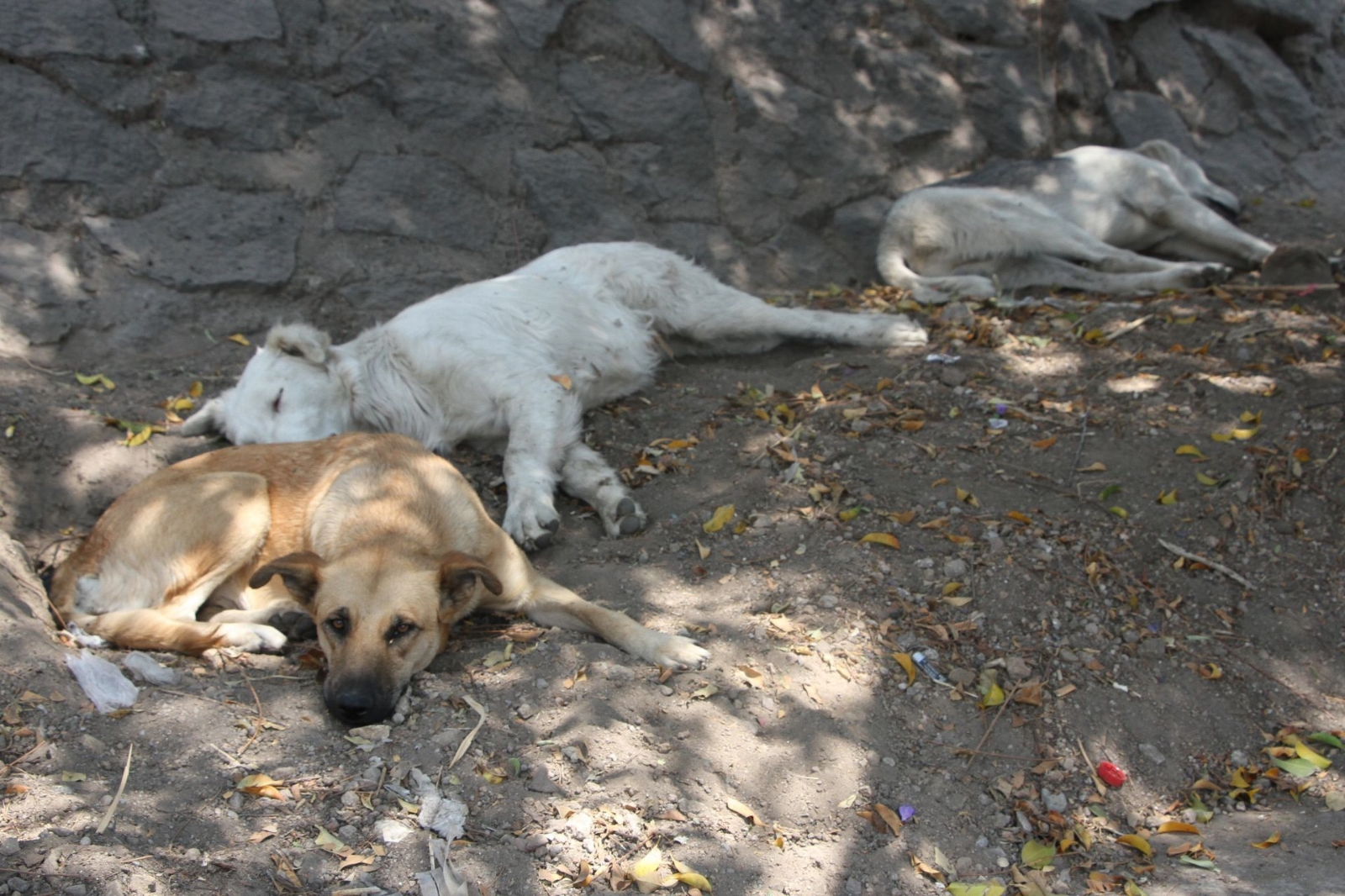 Proponen crear unidad especializada contra el maltrato animal en Yucatán