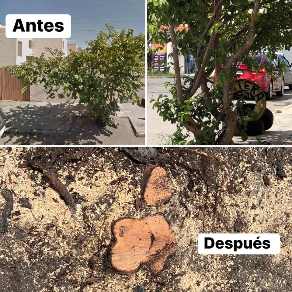 Denuncian a vecino de Mérida por cortar un árbol de guayaba sin permiso