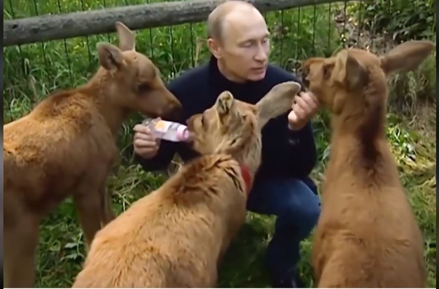 Resurge video de Vladimir Putin alimentando a bebés alce