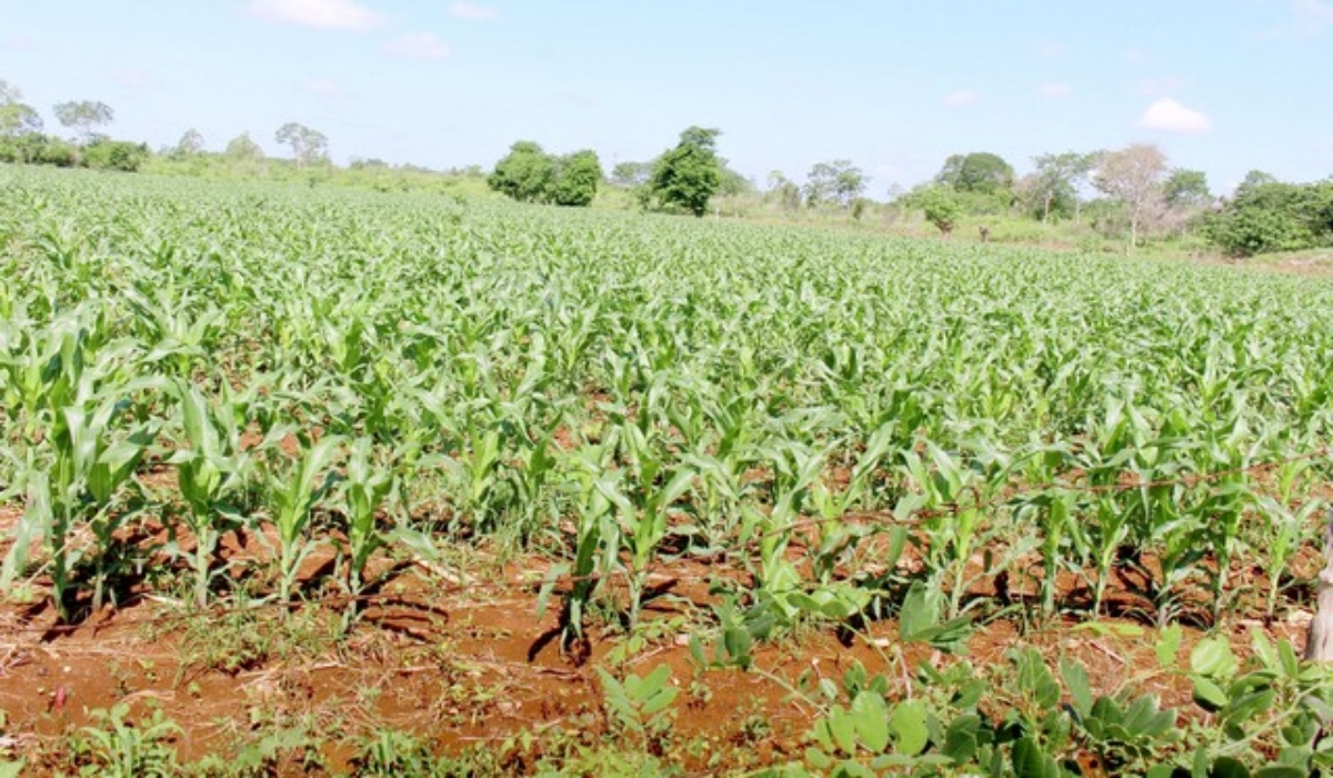 Productores piden apoyos tras la pérdida de cultivos en Dzitbalché