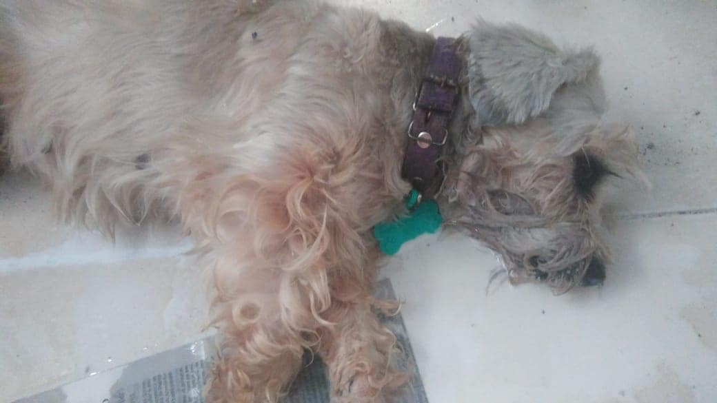 Reportan más muertes de mascotas tras vacunación antirrábica en Campeche, Quintana Roo y CDMX
