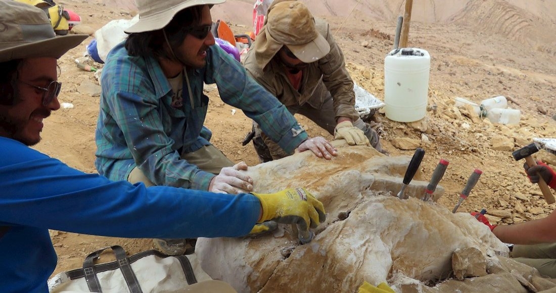Descubren fósiles de “gran” depredador marino en el desierto de Atacama