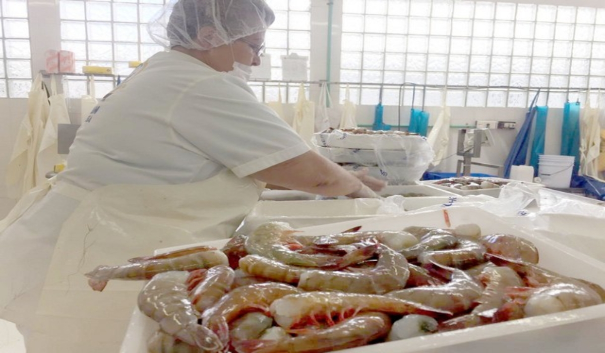 Sindicato de Hielo y Congeladora de Campeche, 80 años procesando el camarón