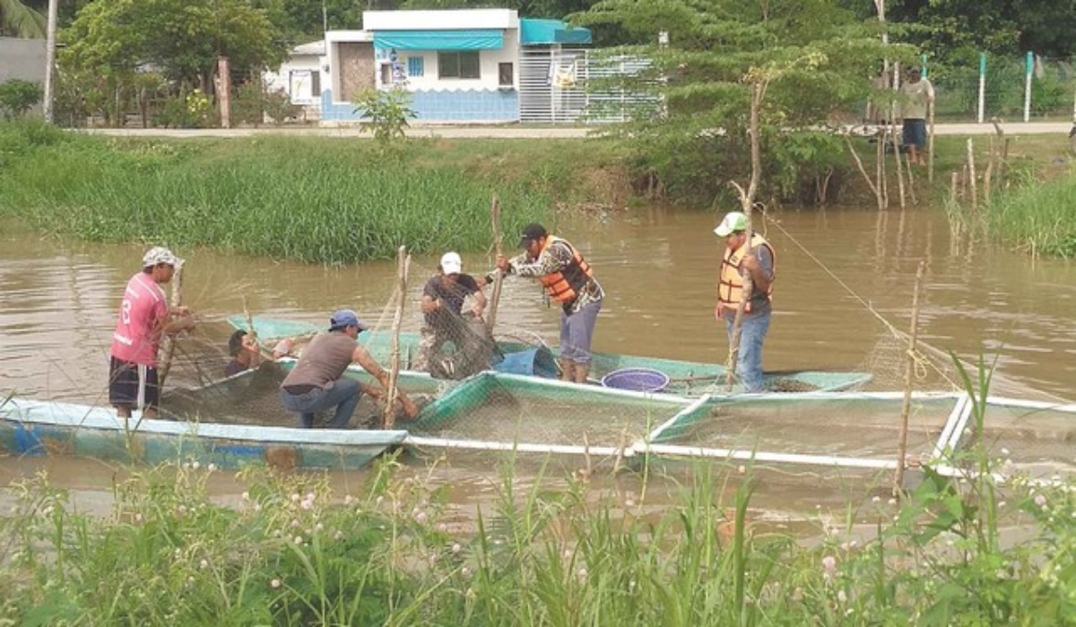 Pescadores de Palizada optan por la acuacultura para subsistir