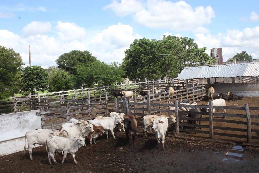 Incrementan robos a ganaderos en el oriente de Yucatán