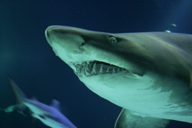 ¿Por qué los tiburones podrían ser las próximas víctimas del COVID-19?