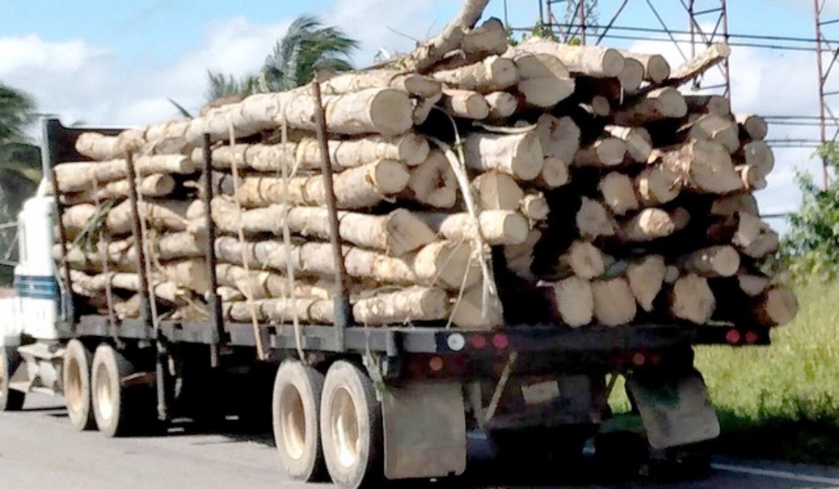 Tráfico de madera, negocio millonario en Champotón