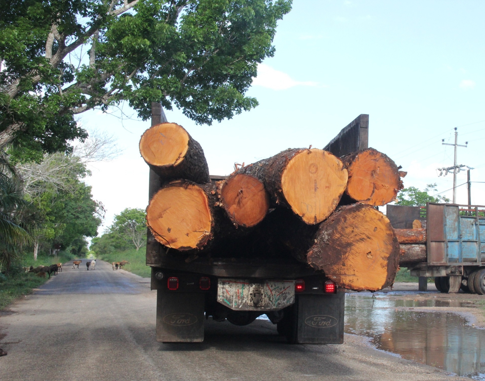 La tala ilegal ha acabado con un millón de 254 hectáreas de selva en Campeche y Quintana Roo