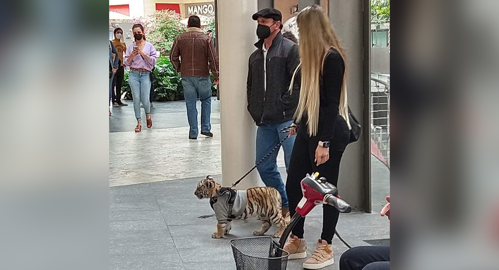 ¿Es legal tener un tigre de bengala u otro animal exótico en México?
