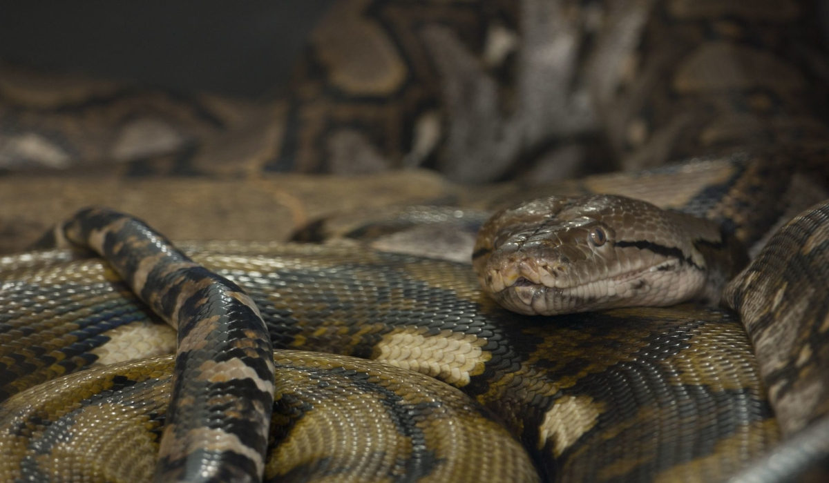 Registran 66 mordeduras de serpientes venenosas en Yucatán