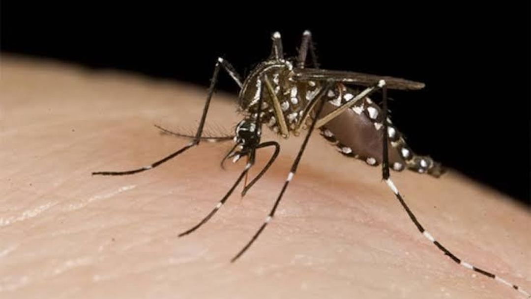El dengue puede presentar graves problemas de salud en las personas