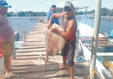 Pez raya ataca a pescador en un muelle de Ciudad del Carmen
