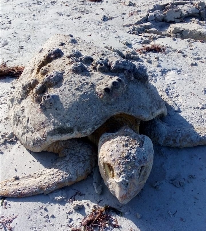 Encuentran muerta a una tortuga carey en Progreso