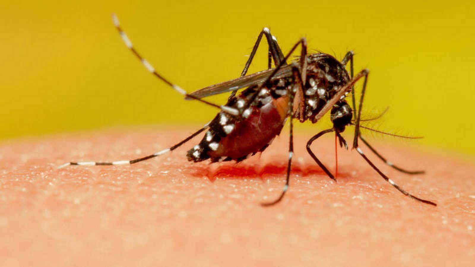 Dengue en Yucatán: Cinco medicamentos que podrían empeorar la enfermedad