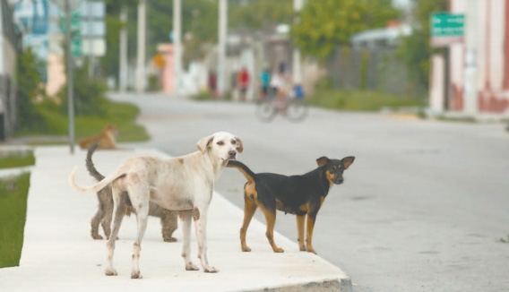 Van 100 perros envenenados en Seyé, ciudadanía vive preocupada