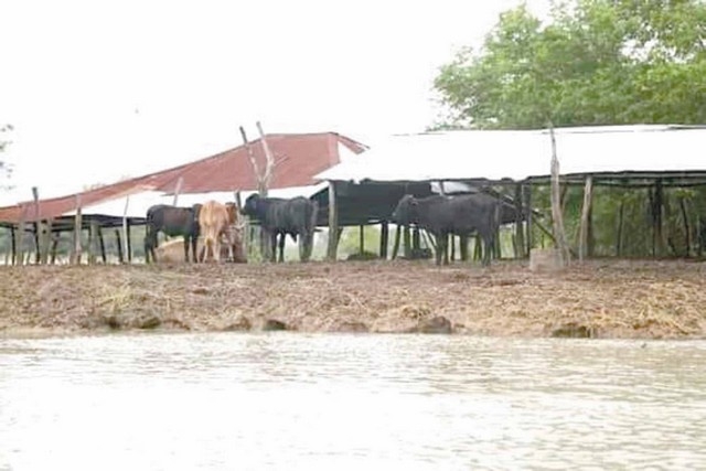 Por inundaciones ganaderos piden mayor infraestructura en Palizada