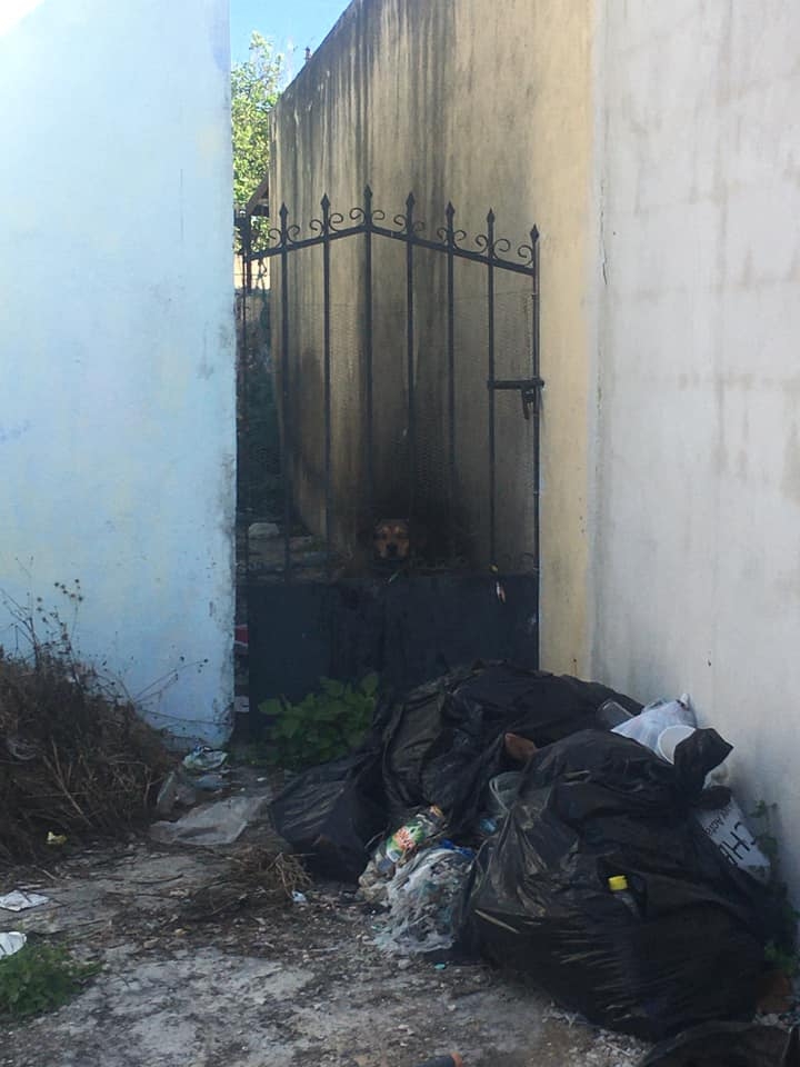 Sin comida ni agua, dejan encerrada a una perrita en una casa deshabitada en Mérida