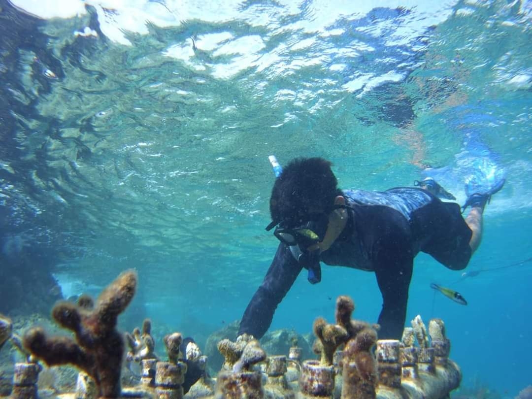 Arrecifes coralinos en Cozumel son repoblados y rescatados