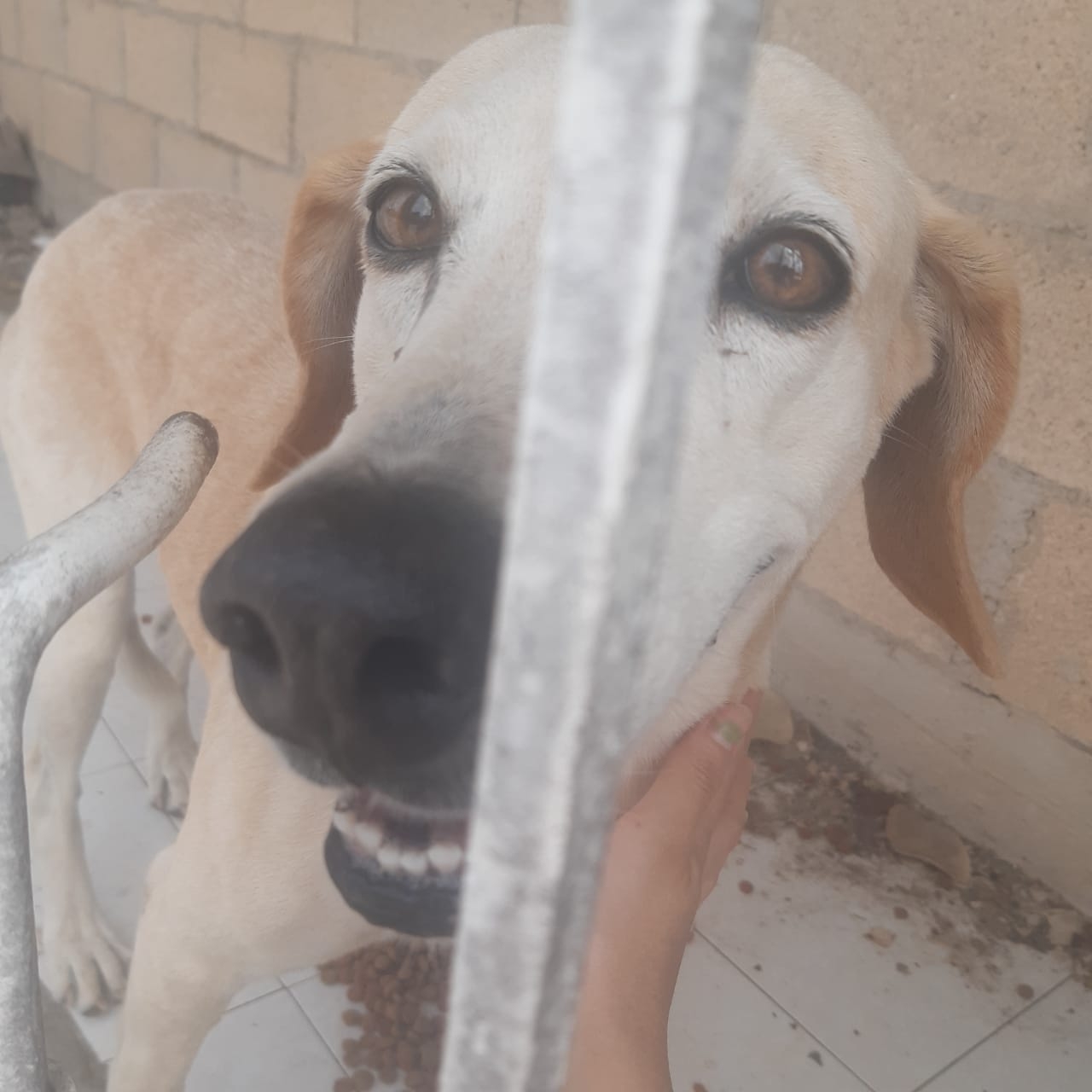 Activista rescata a perro abandonado en casa de Tizimín