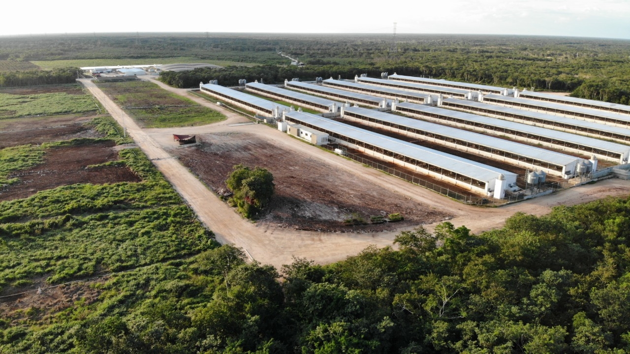 Por contaminación, juez suspende megagranja porcícola en Chapab, Yucatán