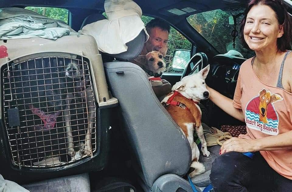 Perritos rescatados en Chetumal salen rumbo a Canadá