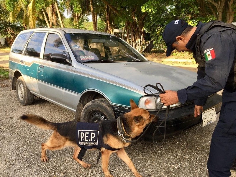 Los perros policía dan mayor confianza a los habitantes de Quintana Roo