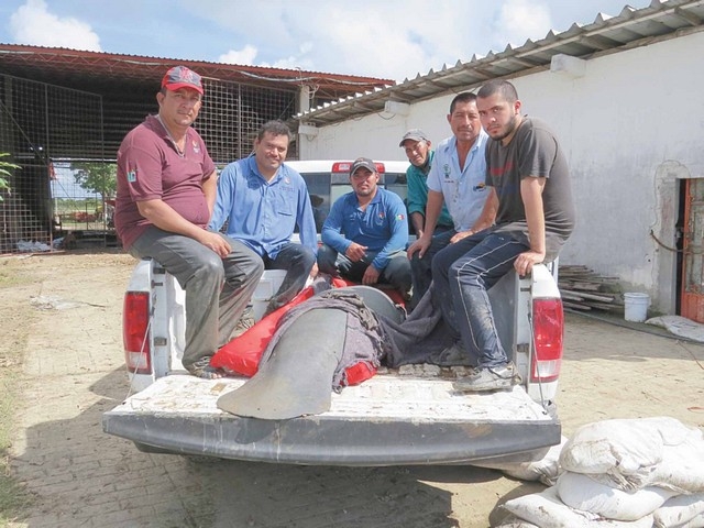 Rescatan a manatí varado en zanja en Palizada