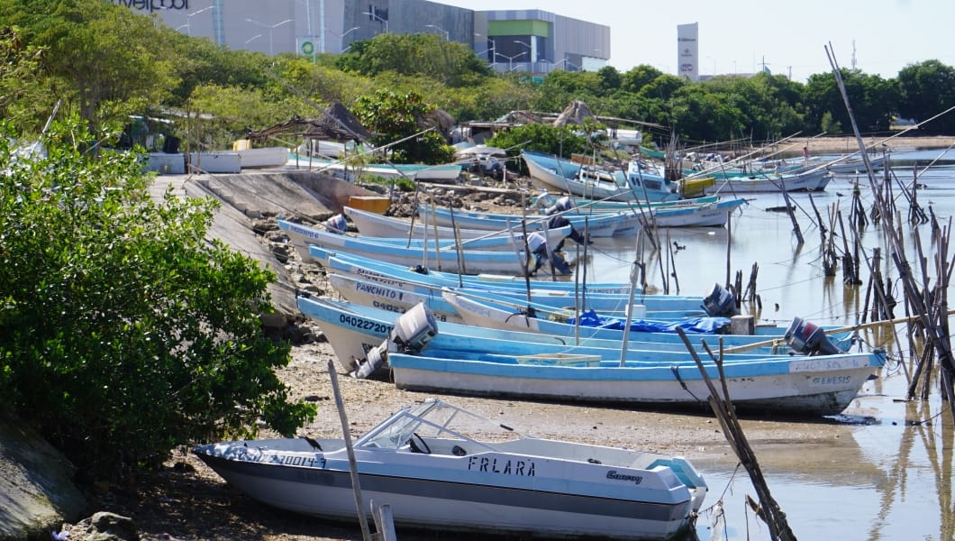 Pescadores deben respetar la veda del pulpo en Campeche