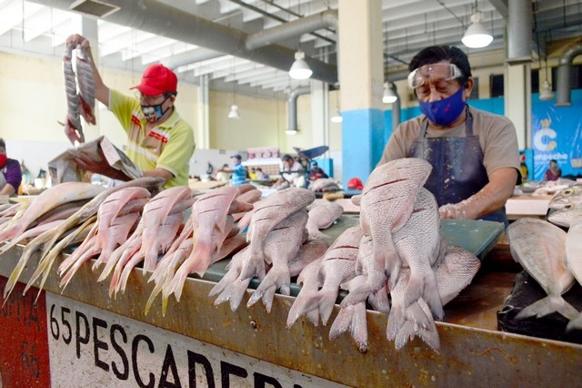 Pesca de escama, la apuesta de pescadores en Campeche