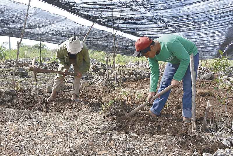 Productores de Ixil piden modificar restricciones de movilidad para venta de cultivos
